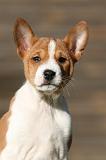 BASENJI 202